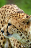 Cheetah