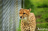 Cheetah