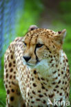 Cheetah