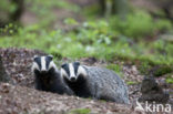 Badger (Meles meles)