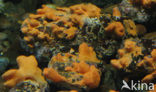 Dodemansduimen (Alcyonium palmatum)