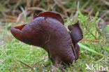 Toad’s ear (Otidea bufonia)