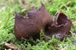 Toad’s ear (Otidea bufonia)