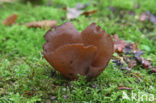 Toad’s ear (Otidea bufonia)