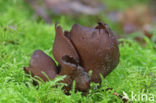 Toad’s ear (Otidea bufonia)