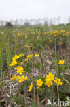 Marsh Marigold (Caltha palustris)