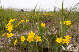Marsh Marigold (Caltha palustris)