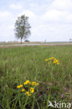 Dotterbloem (Caltha palustris)