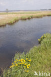 Dotterbloem (Caltha palustris)