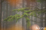 Douglas Fir (Pseudotsuga menziesii)