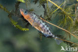 Threespine Stickleback (Gasterosteus aculeatus)