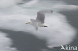 Black-legged Kittiwake (Rissa tridactyla)