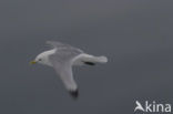 Black-legged Kittiwake (Rissa tridactyla)