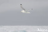 Black-legged Kittiwake (Rissa tridactyla)