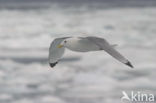 Black-legged Kittiwake (Rissa tridactyla)