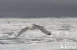 Black-legged Kittiwake (Rissa tridactyla)