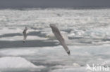 Black-legged Kittiwake (Rissa tridactyla)