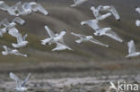 Black-legged Kittiwake (Rissa tridactyla)