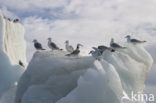 Black-legged Kittiwake (Rissa tridactyla)