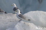 Black-legged Kittiwake (Rissa tridactyla)