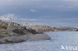 Black-legged Kittiwake (Rissa tridactyla)