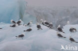 Black-legged Kittiwake (Rissa tridactyla)