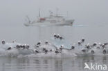 Black-legged Kittiwake (Rissa tridactyla)