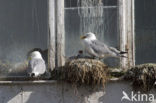 Black-legged Kittiwake (Rissa tridactyla)