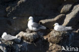 Black-legged Kittiwake (Rissa tridactyla)