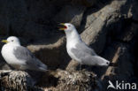 Black-legged Kittiwake (Rissa tridactyla)