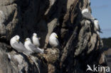 Black-legged Kittiwake (Rissa tridactyla)