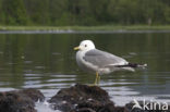 Black-legged Kittiwake (Rissa tridactyla)