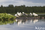 Black-legged Kittiwake (Rissa tridactyla)