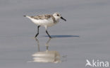 Drieteenstrandloper (Calidris alba)