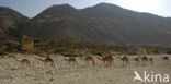 Dromedary (Camelus dromedarius)