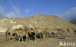 Dromedary (Camelus dromedarius)