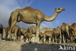 Dromedary (Camelus dromedarius)