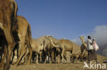 Dromedary (Camelus dromedarius)