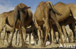Dromedary (Camelus dromedarius)