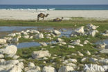 Dromedary (Camelus dromedarius)