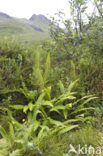 Dubbelloof (Blechnum spicant) 