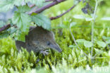 Pygmy Shrew (Sorex minutus)