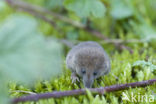 Dwergspitsmuis (Sorex minutus)