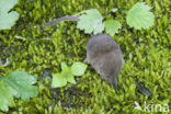 Pygmy Shrew (Sorex minutus)