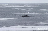 Dwergvinvis (Balaenoptera acutorostrata)