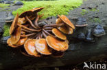 Echte honingzwam (Armillaria mellea)