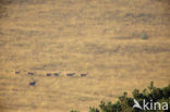 Red Deer (Cervus elaphus)
