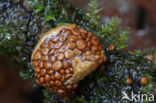 Nidularia deformis