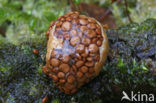Nidularia deformis