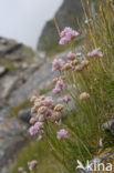 Engels gras (Armeria maritima) 